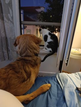 Pension pour chiens