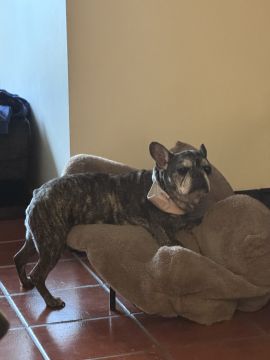Hotel para Cães