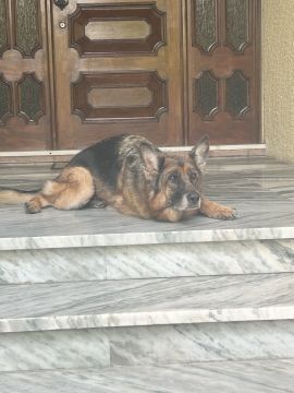 Hotel para Cães