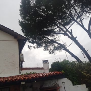 Tree Trimming and Maintenance