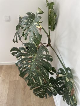 Jardinagem