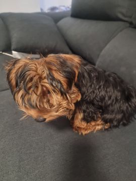 Hotel para Cães
