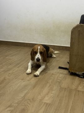 Hotel para Cães