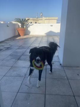 Hotel para Cães