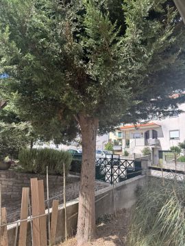Tree Trimmer - Home Improvements