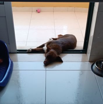 Hotel para Cães
