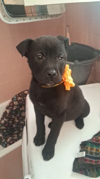 Hotel para Cães