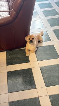 Hotel para Cães