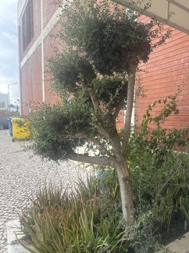 Serviço de Jardinagem