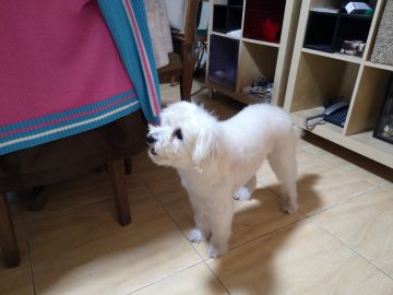 Dog Hotel