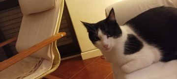 Hotel para Gatos