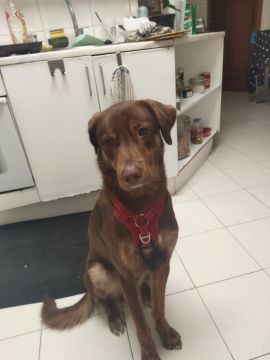 Pension pour chiens