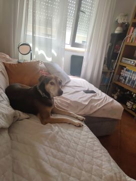 Hotel para Cães