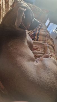 Hotel para Cães