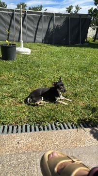 Hotel para Cães