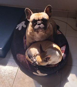Dog Hotel