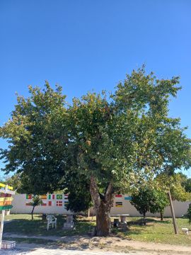 Poda e Manutenção de Árvores
