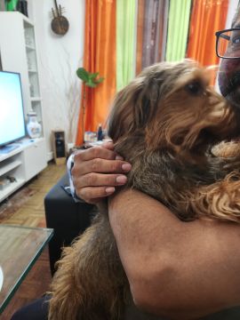 Dog Hotel