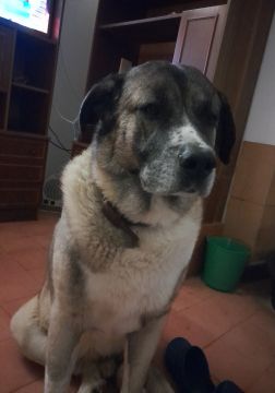 Hotel e Creche para Animais