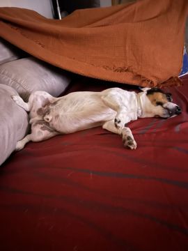 Hotel para Cães