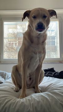 Pet Boarding and Daycare