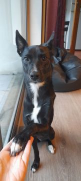 Pension pour chiens