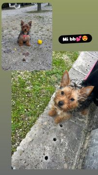 Hotel para Cães