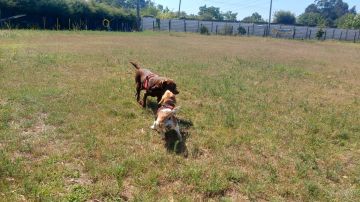Pension pour chiens