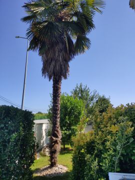 Serviço de Jardinagem
