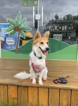 Hotel para Cães