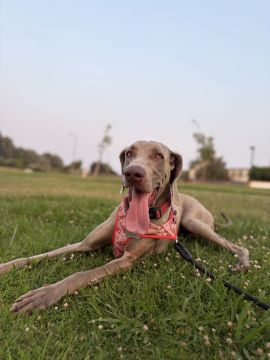 Hotel para Cães