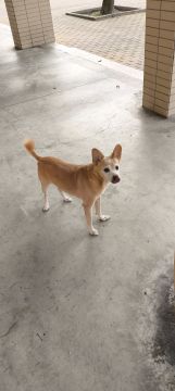 Pet Boarding and Daycare