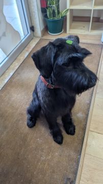 Hotel para Cães