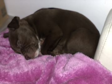 Hotel para Cães