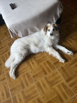 Hotel para Cães