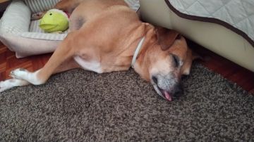 Hotel para Cães