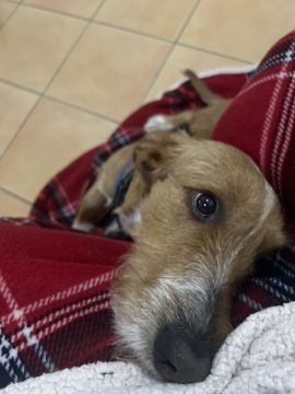 Hotel para Cães