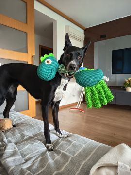 Hotel para Cães