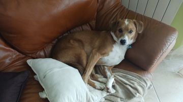 Hotel para Cães