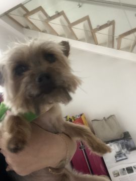 Pension pour chiens
