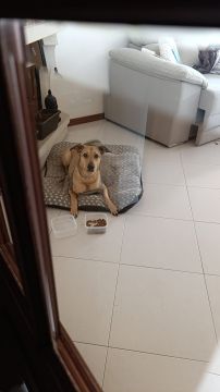 Hotel para Cães