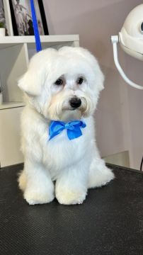 Pet Hotel