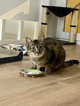 Pension et garderie pour animaux