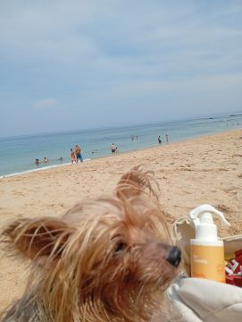 Hotel para Cães