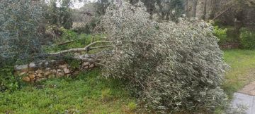 Tree Trimming and Maintenance