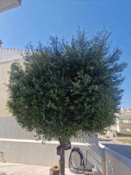 Jardinagem e Relvados
