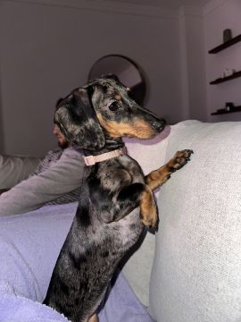 Hotel para Cães