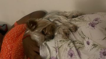 Dog Hotel