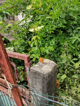 Jardinagem