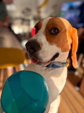 Hotel para Cães